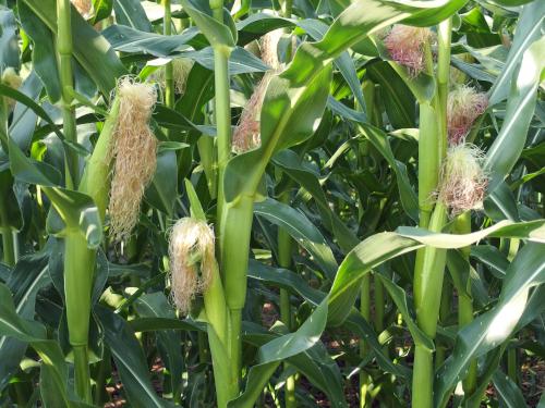 corn in August beside the Unkety Woods Trail at Tully Farm in northeastern Massachusetts