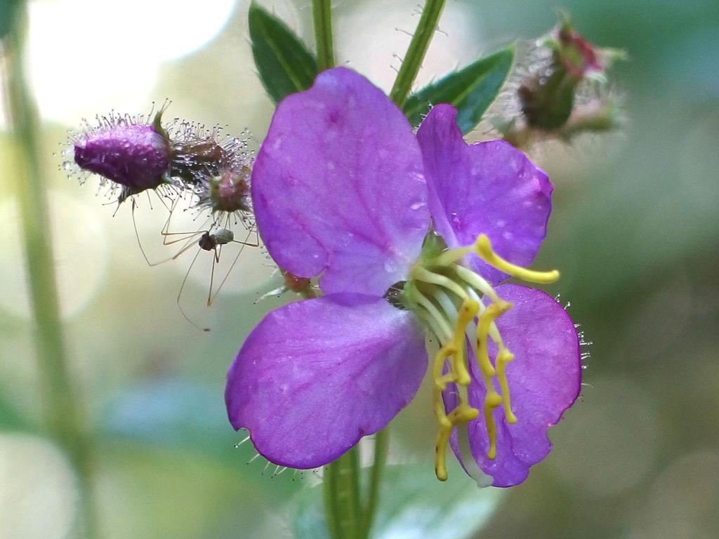 Meadow Beauty (Rhexia virginica) in August at Unkety Woods in northeastern Massachusetts