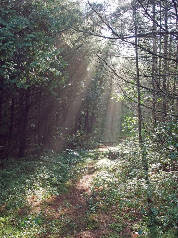 trail in August at Unkety Woods in northeastern Massachusetts