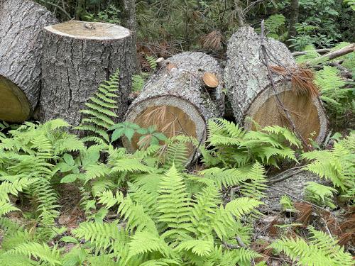 logs in June at Upton State Forest in eastern MA