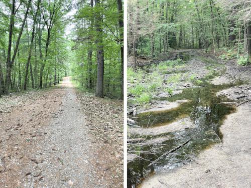 trails in June at Upton State Forest in eastern MA