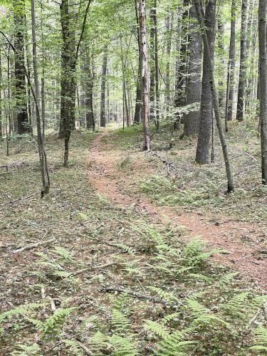 trail in June at Upton State Forest in eastern MA