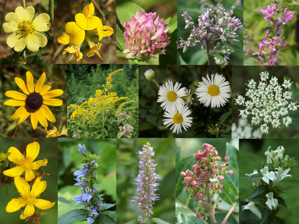 wild flowers in August at Valley Lane Town Forest at Kingston in southern New Hampshire