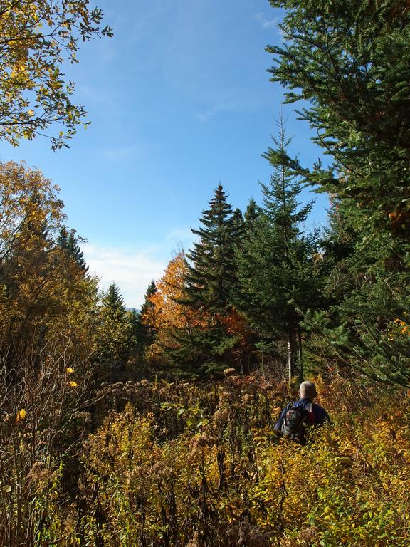 Dick whacks through shrubs in October on the way to Van Dyck Mountain in New Hampshire