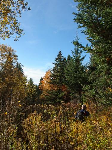 Dick whacks through shrubs in October on the way to Van Dyck Mountain in New Hampshire