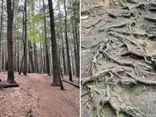 trails in July at Vaughan Woods in southern Maine