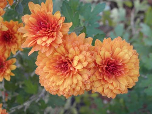 Garden Chrysanthemum (Chrysanthemum morifolium)