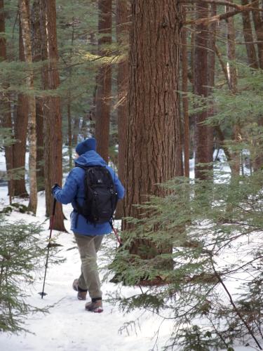 Andee hikes into the woods at Wales Preserve in southern New Hampshire