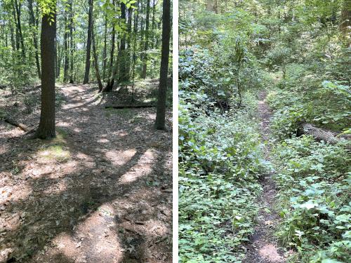 trails in June at Walkup Reservation in eastern MA