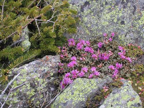 Alpine Garden on Mount Washington in New Hampshire