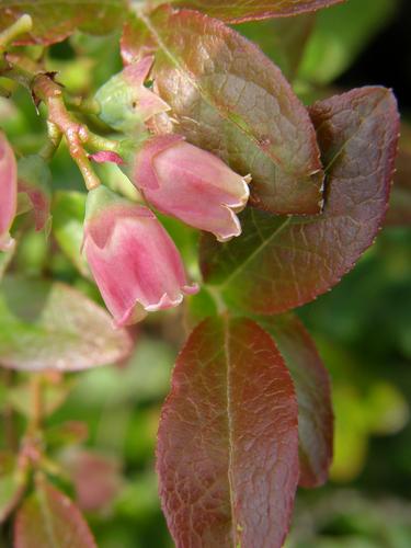 Lowbush Blueberry (Vaccinium angustifolium)