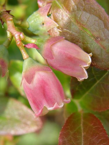 Lowbush Blueberry (Vaccinium angustifolium)