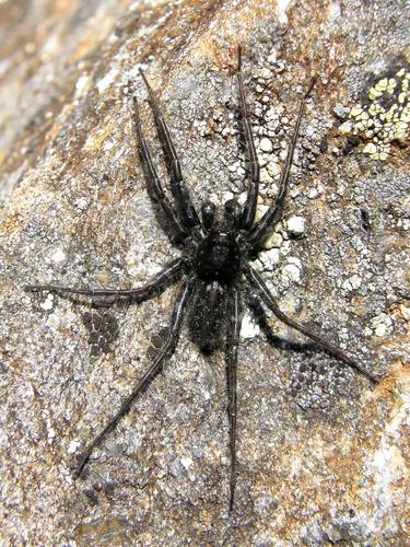 alpine spider on the trail to Mount Washington in New Hampshire