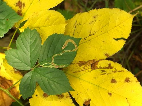 leaf color beside the trail to the B-18 Bomber Crash Site on Mount Waternomee in western New Hampshire