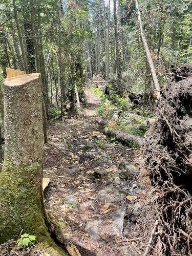 trail in June at Mount Waternomee in western New Hampshire