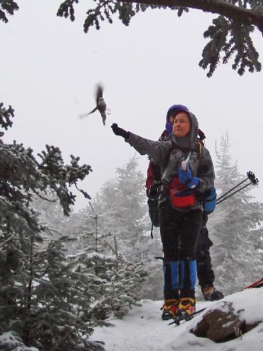 hiker and Gray Jay on Mount Waumbek in New Hampshire