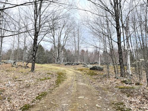 trail in April at Webb Forest in New Hampshire