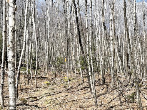 trail in April at Webb Forest in New Hampshire