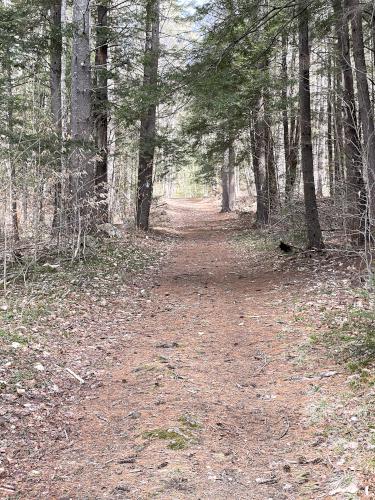 woods in April at Webb Forest in New Hampshire