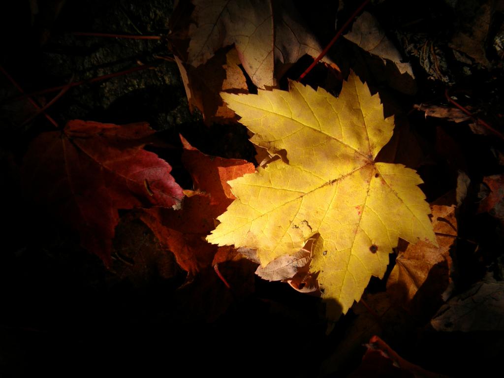 yellow leaf on the trail to Mount Webster in New Hampshire