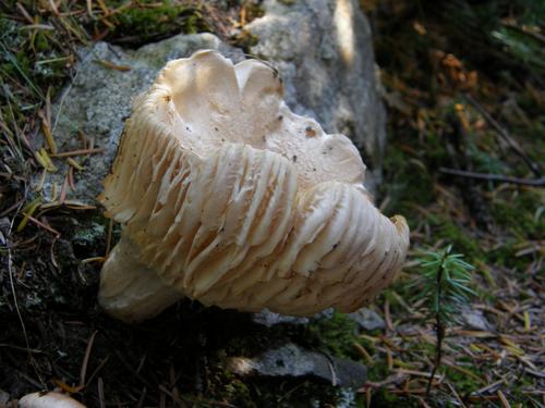 Golden-tooth Waxycap