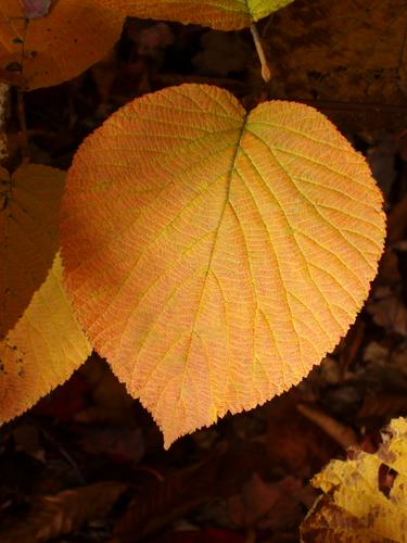 glowing leaf