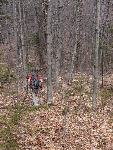 Dick heads through mostly-open woods on the slopes of Mount Weetamoo in New Hampshire