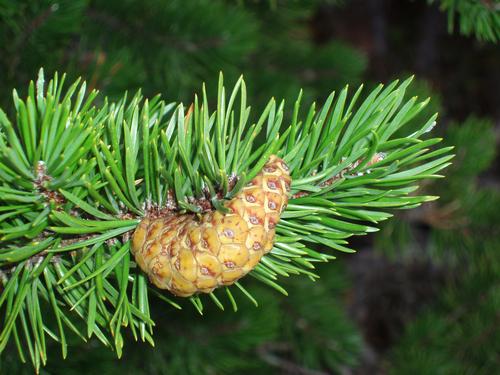 Jack Pine