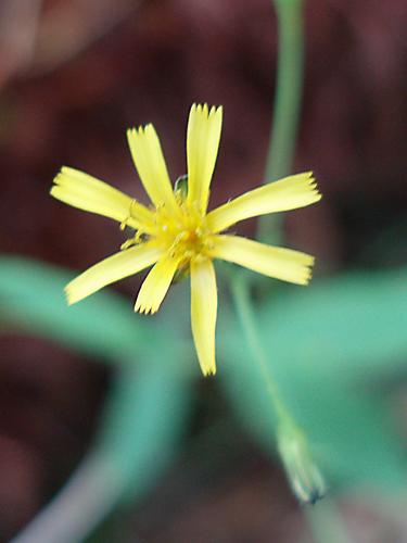 Common Nipplewort (Lapsana communis)