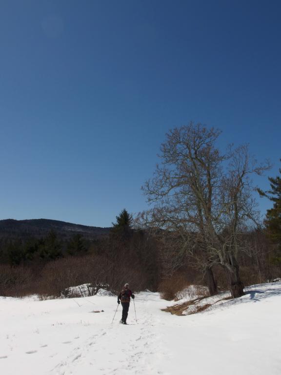 Dick snowshoes past a pair of Common Catalpa (Catalpa bignonioides) trees in March at Welch Forest in southern New Hampshire