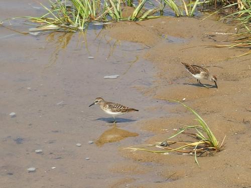 a bird pair in August feeding on the salt marsh shore at Wellfleet Bay Wildlife Sanctuary on Cape Cod in eastern Massachusetts