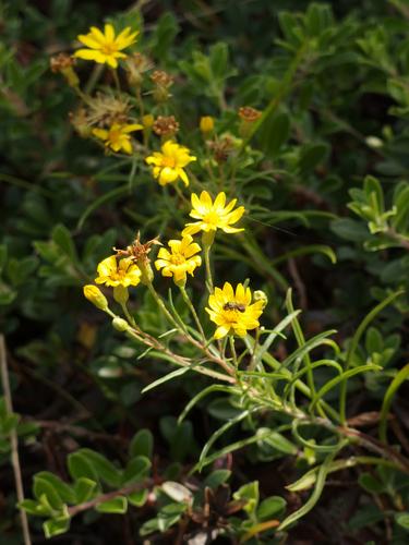 Sickle-leaved Golden Aster