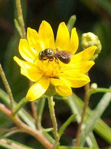 Sickle-leaved Golden Aster (Pityopsis falcata) growing at Wellfleet Bay Wildlife Sanctuary on Cape Cod in eastern Massachusetts