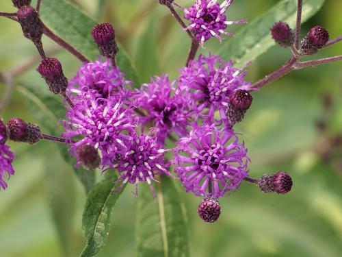 New York Ironweed