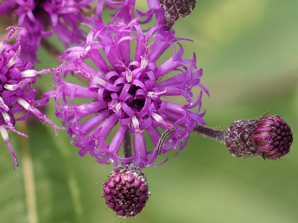 New York Ironweed (Vernonia noveboracensis) growing at Wellfleet Bay Wildlife Sanctuary on Cape Cod in eastern Massachusetts