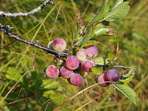 Beach Plum (Prunus maritima) growing in Wellfleet Bay Wildlife Sanctuary on Cape Cod in eastern Massachusetts