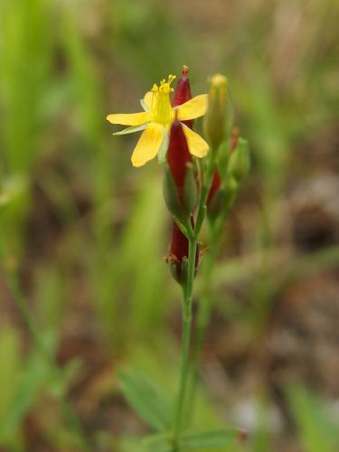 Canadian St. John's Wort (Hypericum canadense) in August at Wellington State Park in New Hampshire