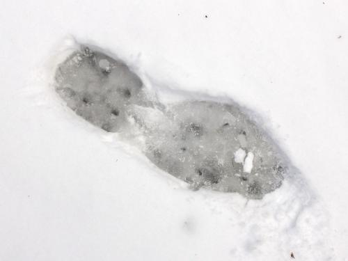 boot print in March on the trail to West Hill at Horatio Colony near Keene in southwestern New Hampshire