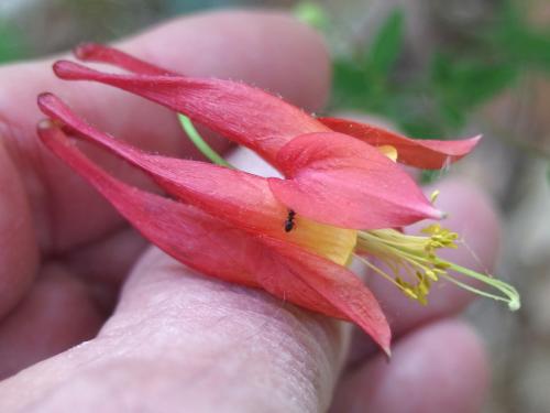 Wild Columbine (Aquilegia canadensis at Westside Trail in Pepperell in Massachusetts