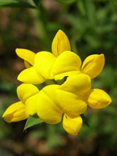 Birdsfoot Trefoil