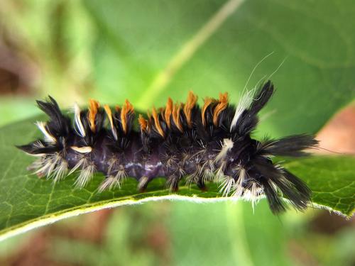 Milkweed Tussock (Euchaetes egle) caterpillar in September on Whaleback Mountain near Lebanon in western New Hampshire