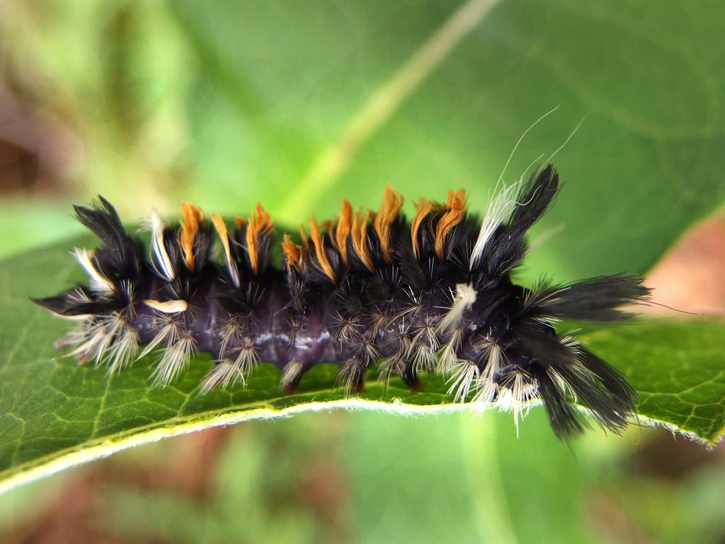 Milkweed Tussock Moth (Euchaetes egle) caterpillar in September on Whaleback Mountain near Lebanon in western New Hampshire