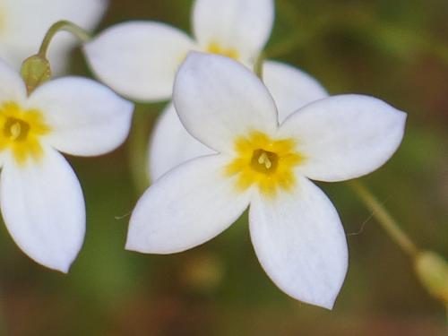 Alpine Bluet (Houstonia caerulea) in May at Wharton Plantation in northeast Massachusetts