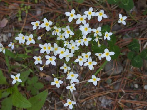 Alpine Bluet (Houstonia caerulea) in May at Wharton Plantation in northeast Massachusetts