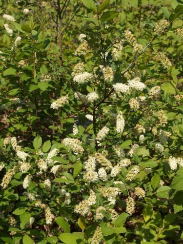 Choke Cherry (Prunus virginiana) in May at Wharton Plantation in northeast Massachusetts