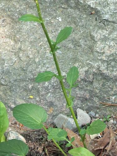 Common Wintercress (Barbarea vulgaris) in May at Wharton Plantation in northeast Massachusetts