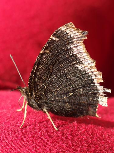 Mourning Cloak (Nymphalis antiopa)