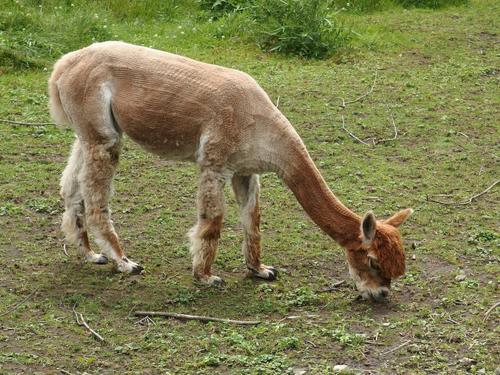 alpaca