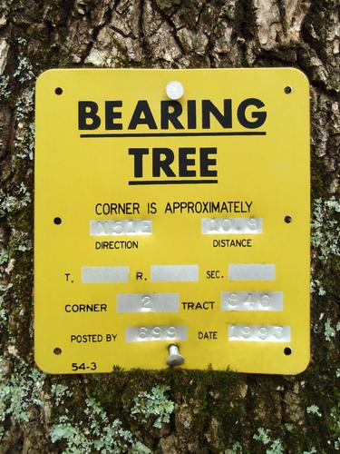 bearing tree near Patch Hill in western New Hampshire