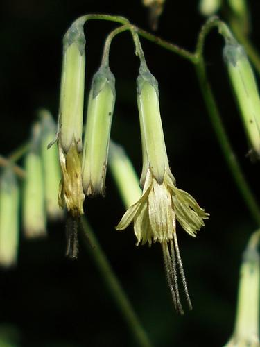 Gall-of-the-earth (Prenanthes trifoliolata)